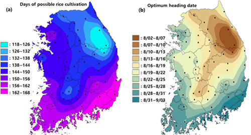 2000년 이후 평균 기온에 근거한 지역별 벼 재배 가능일수(좌)와 지역별 최적 출수기(우) 추정지도